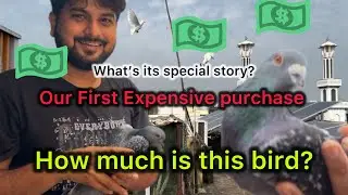 Bought My First Expensive Bird | Let&rsquo;s Deep Dive into Its Story | Kharidi Pehli Mehengi parninda