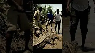 Why Crocodile Rescue Missions Are More DANGEROUS Than You Think