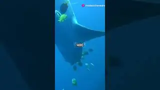 Sharks: The Real Victims of the Ocean! #facts #animals