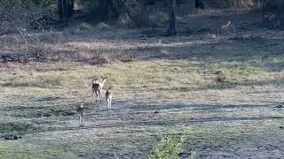 Djuma: Impalas-with some stotting going on - 07:02 - 09/11/2022