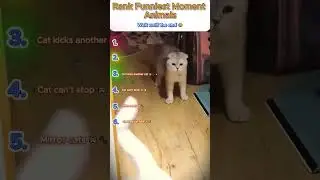 Goofy Cats Ranking 😹 #GoofyCats #CatRanking