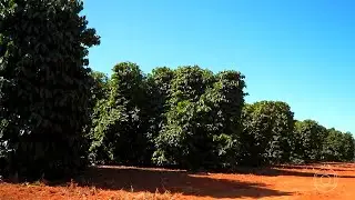 Trump's Tariffs: Brazil's US$1 Billion Meat Crisis - 31/07/2025