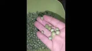 #إزاي تخزني البسلة والجزر من السنة للسنة