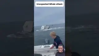 Unexpected Whale Attack
