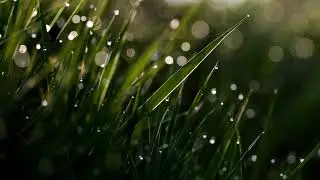 Relaxing Folk Music | Morning Dew | Instrumental Guitar & Mandolin Music