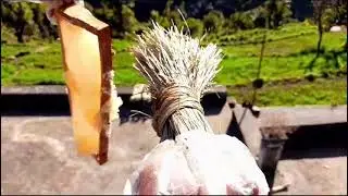 भरपूर मात्रा में च्यूरा शहद का निष्कासन,The indian butter tree is a major source of honey !