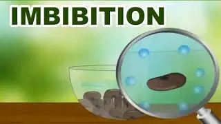 Imbibition factor affecting and importance of imbibition.