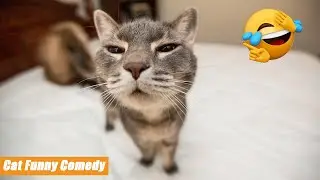 Hilarious Cat Antics That Will Make You LOL! 😹😍 Daily FUNNY memes Part 13