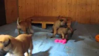 Video Mali K Tag 31
