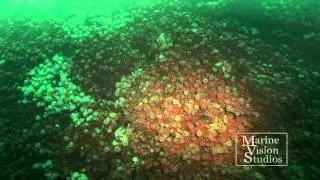 Diving the Burroo on the Isle of Man