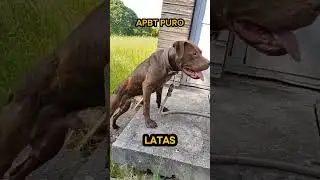 Apbt puro #caes #pets #cachorro #cachorros #pitbull #apbt #pitmonster #americanbully