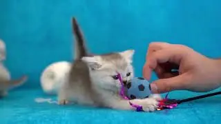 The Most Funny And Cute Kittens  Ever | Episode 2 | Clever Cat Corner