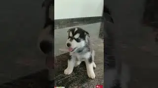 Sweet Puppy Howling 😍❤ #shorts #shortsvideos #puppies
