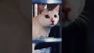 Cats getting sadder 😢