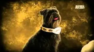 Dogs 101  Affenpinscher