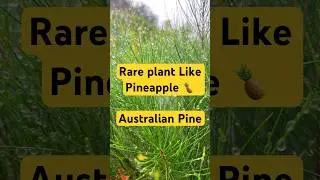 Rare plant Like Pineapple 🍍 Australian Pine #australian #pineapple #rareplants
