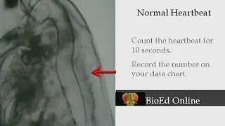 Daphnia: Heartbeat Count