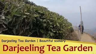 Darjeeling Tea Garden | Beautiful scenery | West Bengal
