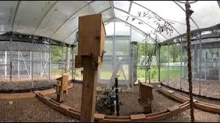 Peromyscus enclosures- semi-natural enclosures for deer mice and white-footed mice.
