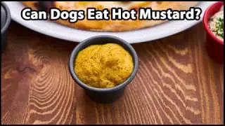 Can Dogs Eat Hot Mustard
