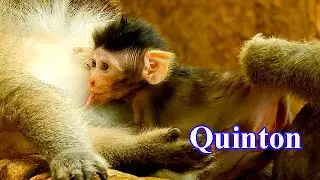 BABY BOY QUINTON VERY LUCKY MONKEY, QUINTON IS GETTING NURSING DURING HIS MILK TIME