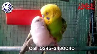 Budgie mating call | @akaviary