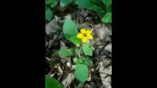 The beauty of flower diversity