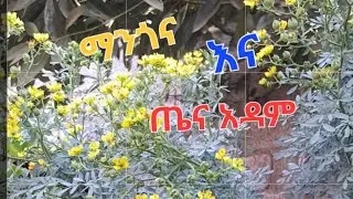 ማንጎ እና🥭 ጤና አዳም በጓሯችን 🌿green plants in our compound