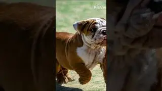 very funny AI features output #shorts