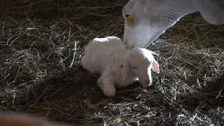 SPRING LAMBING first birth,