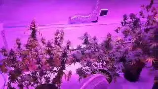 Auto Flower cannabis comming closer to the end