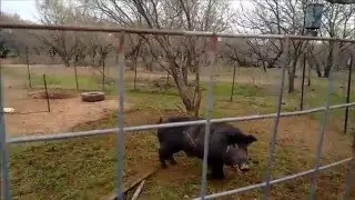 Wild Boar Capture  in Corral Trap