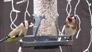 Goldfinch Feeding up Close 30-01-2021