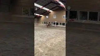 Fr&aelig;kke Jolly fra idag❤️ hun var PERFEKT! Dog faldt jeg af fordi gjorden gik i stykker tror jeg❤️