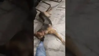 SMART AND FUNNY DOG VIDEOS, EPISODE # 1779, GERMAN SHEPHERD, KIWI SHOW, THE PET STORIES.