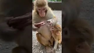 Cute baby monkey 2021