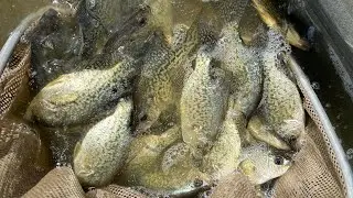 Iowa 5 Acre Farm Pond Full Lake Audit with Electrofishing Survey…