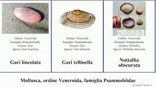 Mollusca, ordine Veneroida, famiglia Psammobiidae minor Gari Corbula Sanguinolaria Hickman atrata
