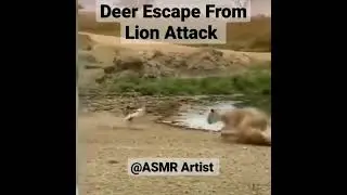 Quick Escape 😱 Deer Escape From Lion Attack #lion #shortsvideo #deer