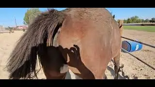 MoMo in the wind Part 2  🐴 9/20/22