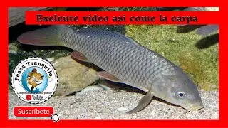 Asi come la carpa en el fondo