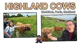 Hairy Highland Cows (aka Highland Coos) at Taste Perthshire: Bankfoot, Perth, Scotland - 2/8/2023