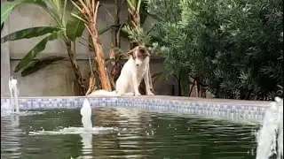 A Dog by a Pond with a Fountain, Observed