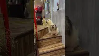 Just two adorable senior furbabies patiently waiting for their food #viral #trending #shorts #dog