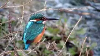 Alcedo atthis (Common kingfisher) &Alpha;&lambda;&kappa;&upsilon;ό&nu;&eta; - Cyprus