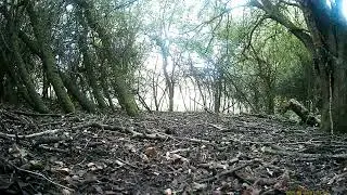 Mistle thrush on the woods floor
