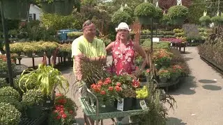 Plant Fall color