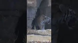 Endangered Tiger Cubs Take First Steps in Zoo's Outdoor Habitat