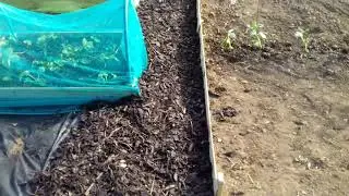 Bark path