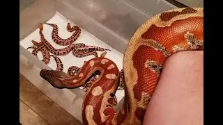 Crazy babies in Blood Python Clutch